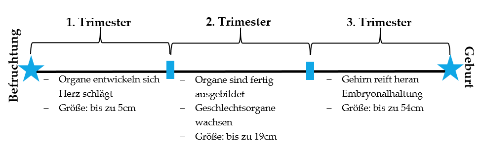 Entwicklung des Babys